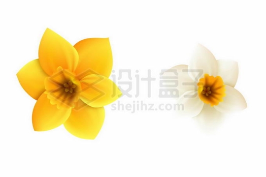 黄色白色的黄素馨花朵鲜花3594958矢量图片免抠素材