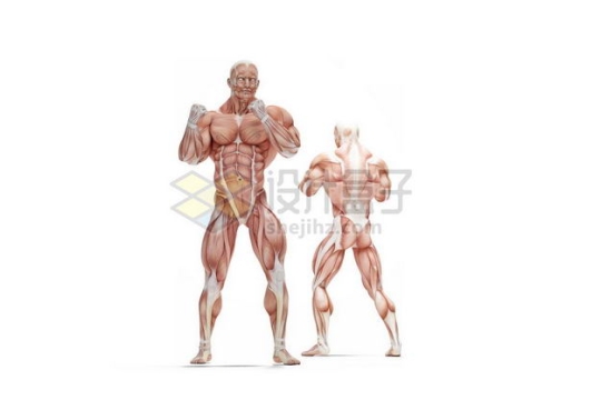 两款男性拳击动作人体肌肉模型全身肌肉组织解剖示意图6616876图片免抠素材