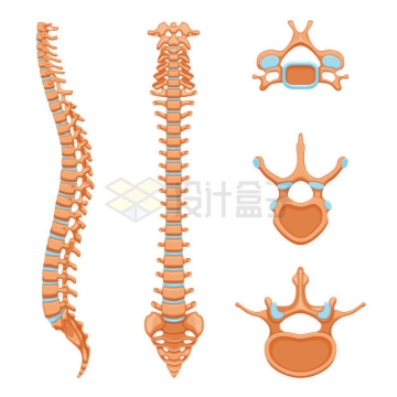 人体脊柱和3种不同的脊椎骨6433960矢量图片免抠素材