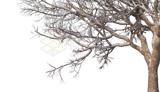 冬天下雪后的积雪大树枯树枝1174725免抠图片素材免费下载