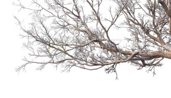 冬天下雪后的积雪大树枯树枝2652116免抠图片素材免费下载
