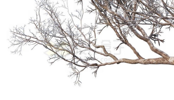 冬天下雪后的积雪大树枯树枝1631626免抠图片素材免费下载