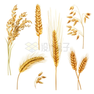 金色的水稻大麦小麦麦穗6338387矢量图片免抠素材