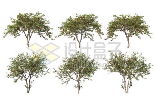 六棵杨树毛白杨大树树绿植园林植被观赏植物3502493图片免抠素材
