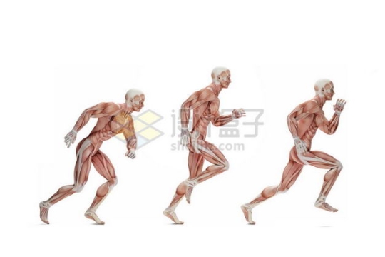 奔跑中的男性人体肌肉模型全身肌肉组织解剖示意图8061677图片免抠素材