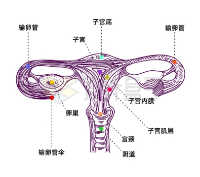 手绘线条风格女性子宫输卵管内部结构名称示意图8912941矢量图片免抠素材
