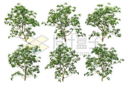 六棵榉树大树树绿植园林植被观赏植物4251420图片免抠素材