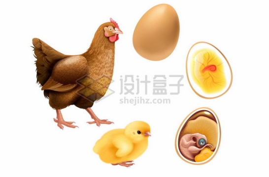 鸡蛋内部胚胎毛鸡蛋小黄鸡老母鸡一只鸡从蛋发育成鸡的全过程6563973矢量图片免抠素材