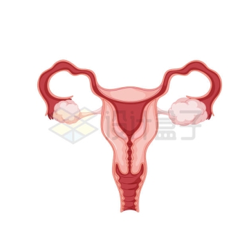 女性子宫内部结构示意图6378191矢量图片免抠素材