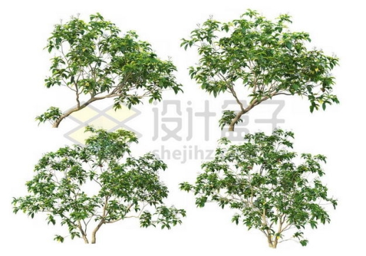 四棵榉树大树树绿植园林植被观赏植物8227430图片免抠素材
