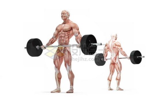 举杠铃举重的男性人体肌肉模型全身肌肉组织解剖示意图2050809图片免抠素材