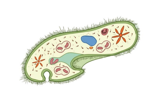 彩绘风格草履虫单细胞原生动物微生物9468146png免抠图片素材
