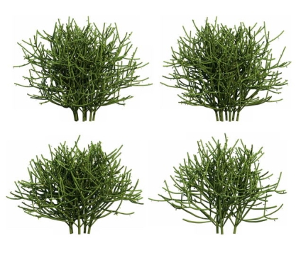 四款3D渲染的浓密绿玉树大戟科绿植观赏植物714410免抠图片素材