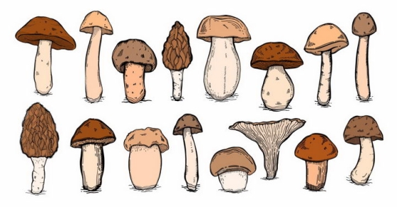 各种各样的手绘蘑菇香菇美味美食png图片免抠矢量素材