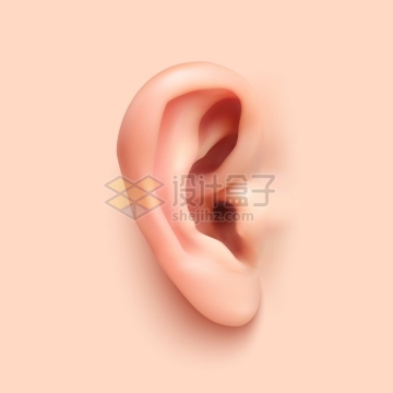 逼真的耳朵人体器官组织五官png图片素材