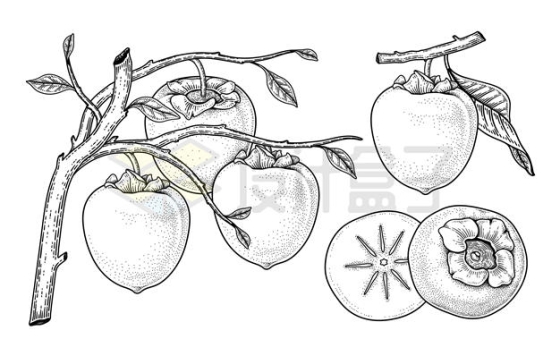 手绘素描风格柿子美味水果插画4715916矢量图片免抠素材