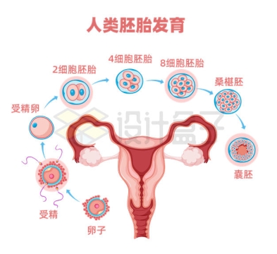 受精卵桑葚胚囊胚等女性子宫和人类胚胎发育过程示意图6513164矢量图片免抠素材