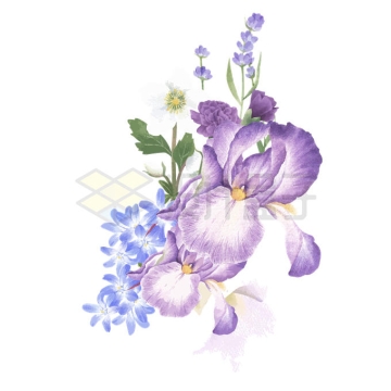 盛开的紫色花朵水彩画2885118矢量图片免抠素材