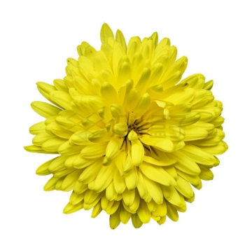 一朵盛开的黄色菊花美丽花朵5247155PSD免抠图片素材