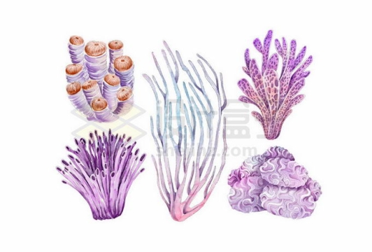 各种紫珊瑚海底世界5911272矢量图片免抠素材