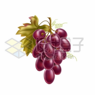 一串紫色葡萄美味水果2880924矢量图片免费下载