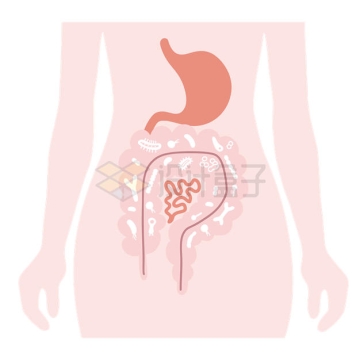 女性人体胃部肠道消化系统示意图3530155矢量图片免抠素材