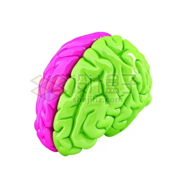 玫红色和绿色3D立体人体大脑结构模型左脑右脑9747058图片免抠素材