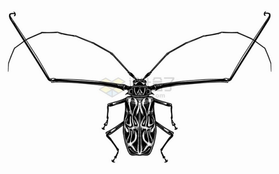 前肢和触须很长的甲虫昆虫黑白插画png图片免抠矢量素材