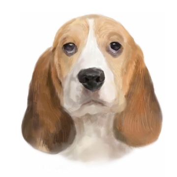 超可爱的比格犬宠物狗头部水彩插画3007590矢量图片免抠素材