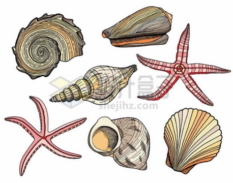 鹦鹉螺海星扇贝海螺等彩绘海洋动物779668png图片素材