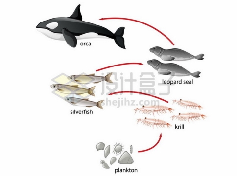 虎鲸吃海豹吃鱼吃磷虾吃海藻南极海域食物链生态链示意图305713 png图片素材