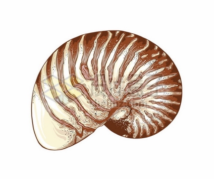 鹦鹉螺贝壳海洋动物152300png图片素材