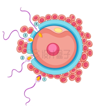 精子进入卵子的过程示意图5138069矢量图片免抠素材