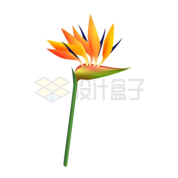 盛开的鹤望兰花朵2520530矢量图片免抠素材