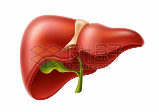 3D立体风格肝脏人体器官组织8336955矢量图片免费下载