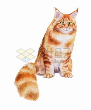 可爱猫咪缅因猫水彩插画png图片素材
