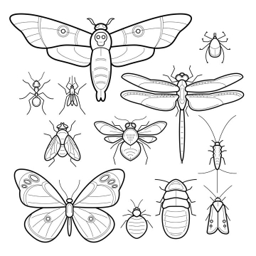 手绘线条风格蛾子蝴蝶苍蝇蜜蜂蚂蚁甲虫等昆虫图片免抠矢量素材