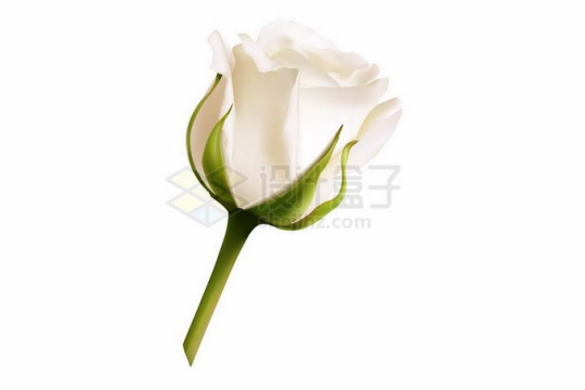 盛开的白色玫瑰花鲜花花朵8747103矢量图片免抠素材