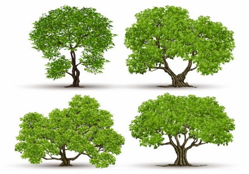 4棵郁郁葱葱的大树树木绿树盆景树png图片免抠矢量素材