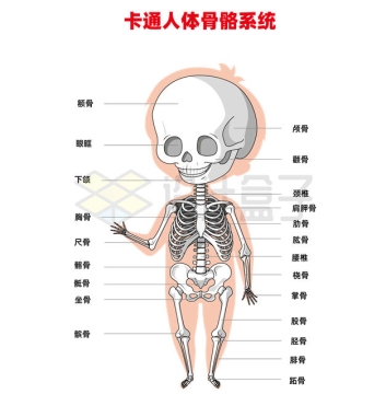 卡通人体骨骼系统6476308矢量图片免抠素材