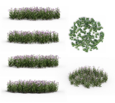 3D渲染的蓝花草花丛草丛绿植观赏植物224814免抠图片素材