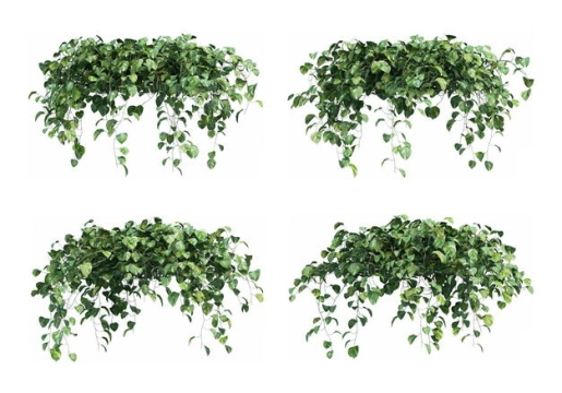 四款绿萝绿色植物盆栽植物装饰6037333免抠图片素材