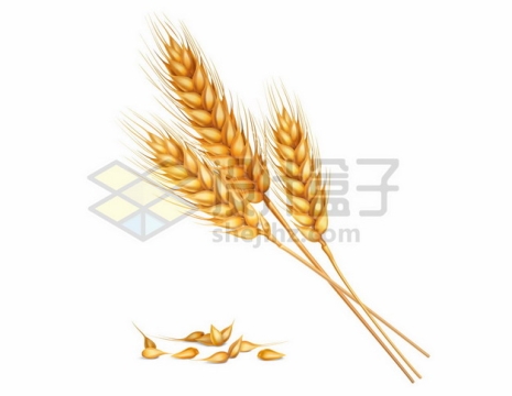 三根小麦麦穗和麦粒粮食3016015矢量图片免抠素材