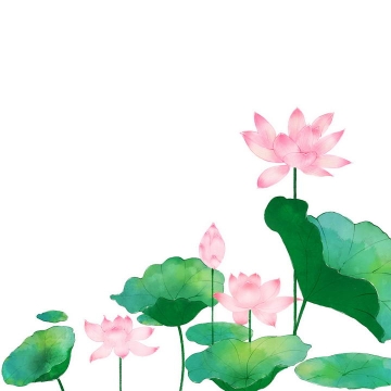  Hand painted watercolor style Lotus and lotus leaf pictures in summer