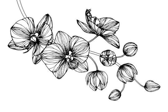 黑色手绘线条风格枝头上的蝴蝶兰花朵花卉图片免抠矢量素材