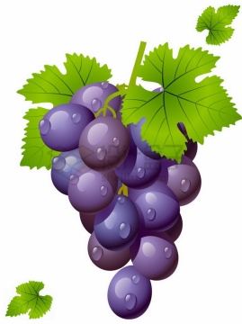 带水珠和叶子的紫色葡萄赤霞珠葡萄png图片素材