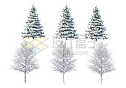 六款冬天积雪的大树雪松等冬季雪景2817989图片免抠素材