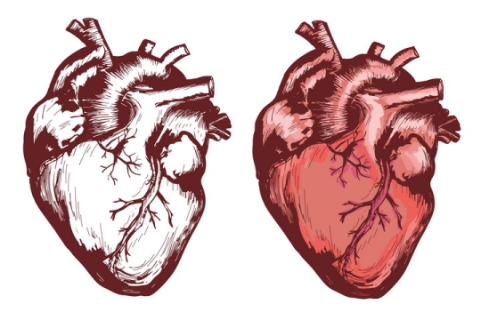 手绘风格心脏人体组织器官图片免抠素材