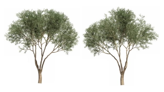 两棵馒头柳大树绿植园林植被观赏植物7693400免抠图片素材