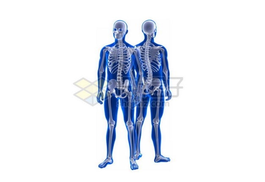 3D立体人体骨骼骨架和蓝紫色人体模型正反面6532350图片免抠素材